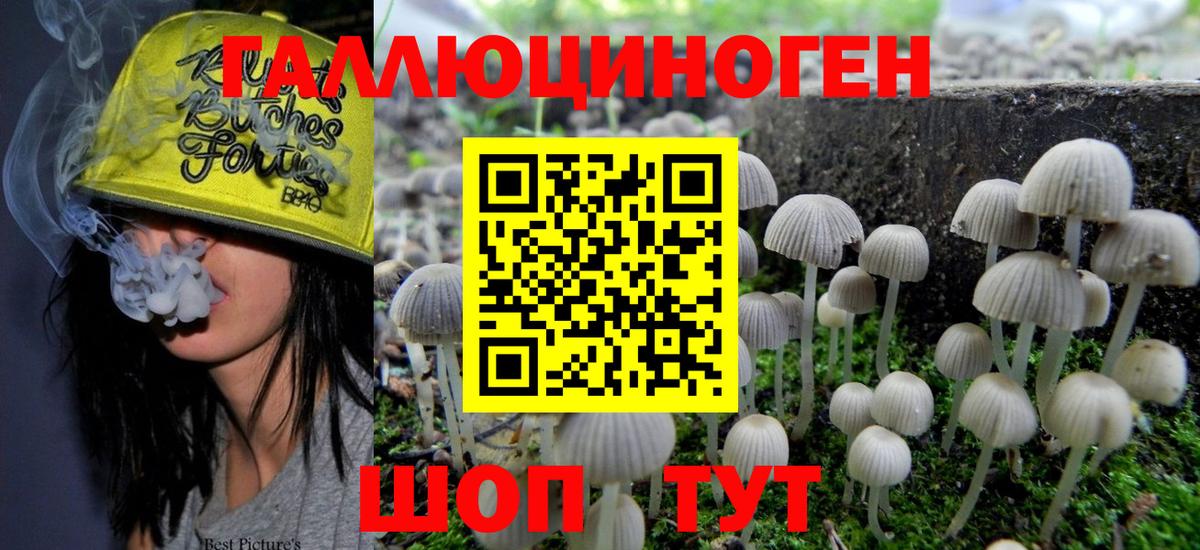 Псилоцибиновые грибы Psilocybe Каспийск